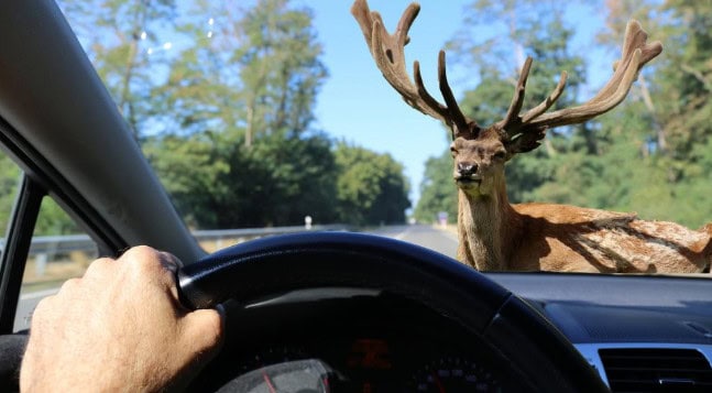 Deer standing in the road in front of a car